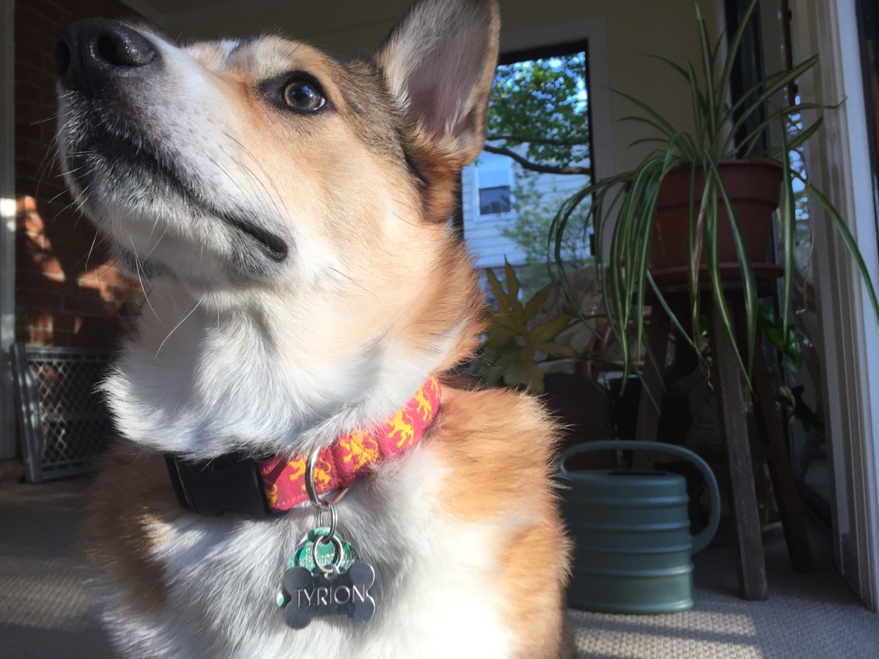 Tyrion’s got his special season premier collar on. We are ready for some Game of Thrones!