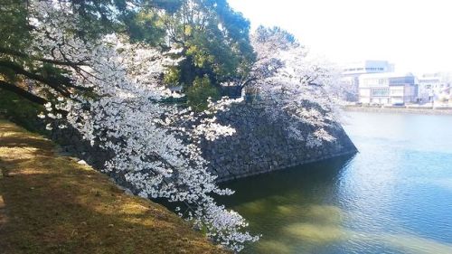 My brother is in Japan for the first time and he sent me a bunch of photos of the cherry blossoms he