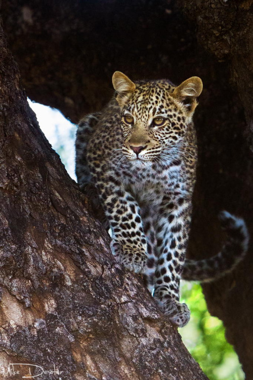 Young cub on 500px by Mike Dexter, Grahamstown, South Africa☀  682✱1024px-rating:56.1