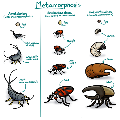 ketrinadrawsalot:Insectember Day 23: Did you know that there are three ways insects can go from egg 