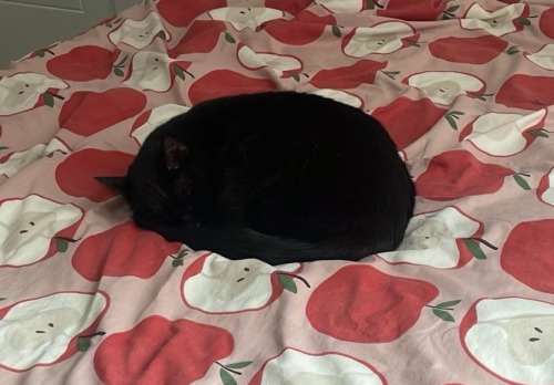 Happy National Black Cat Day! Here Are Some Of The Shapes Mine Makes