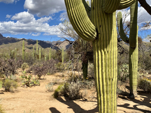 Saguaros (Carnegiea gigantea) near Sabino Canyon, Santa Catalina Mountains, Arizona.