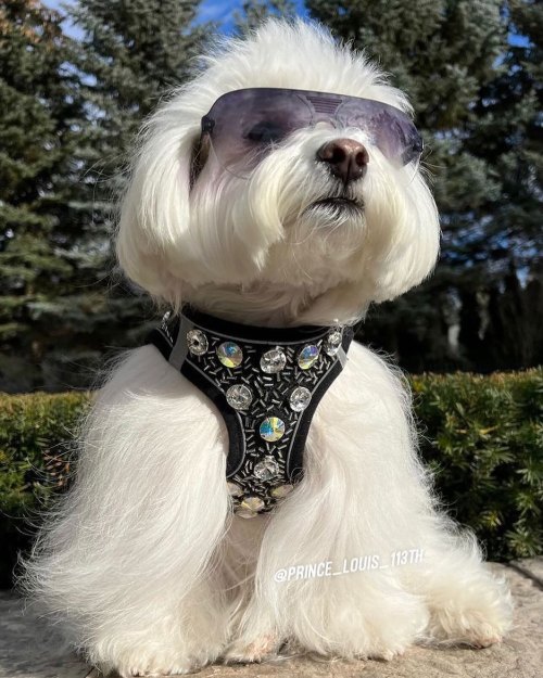 This is how fabulous your dog will look in your harness @prince_louis_113th is killing it This is 