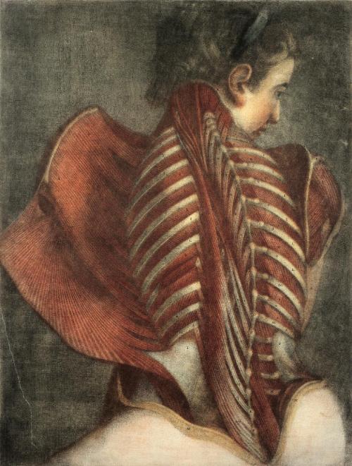 fuckingfreud:Muscles of the back: partial dissection of a seated woman, showing the bones and muscle