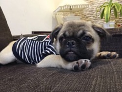 rosyplum:  sending luv from your local pug 