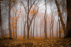 megarah-moon:  “Misty Autumn” by  Roan Suvelis  