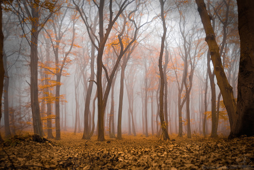 megarah-moon:  “Misty Autumn” by  Roan porn pictures