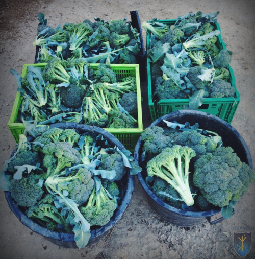 Broccoli &amp; Carrots grown in the Hyperborean Garden are all ready to be sold at the Farmers&r