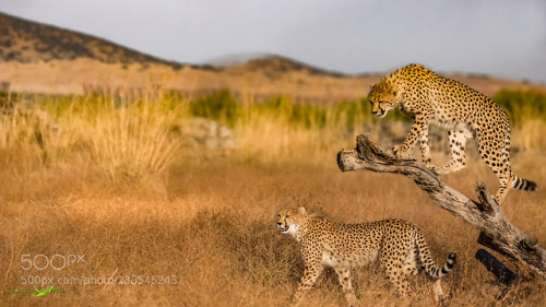Cheetahs Land by carlos_santero
