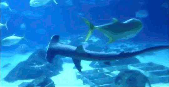 Best Marine Animals - Hammerhead Sharks