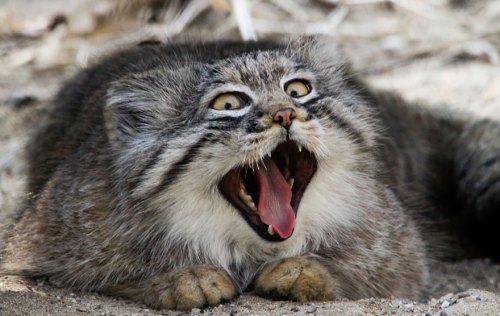 carefulwiththataxe:boredpanda:The Manul Cat Is The Most Expressive Cat In The WorldThe cat version o