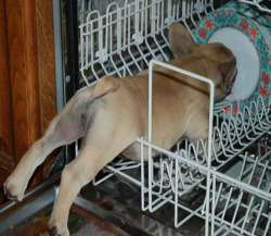 New Post has been published on http://bonafidepanda.com/feel-bad-funny-adorable-animals-trapped-places/You Should Feel Bad, But This is Just Too Funny! Adorable Animals Trapped in Unlikely PlacesRemember those situations when we were little kids and we