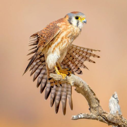 birdblues: American Kestrel