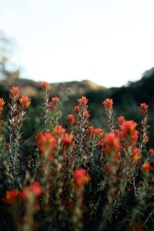 jonahreenders - the flowers, latelyjonah reenders | instagram