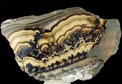 SchalenblendeA weird looking amalgam of mineral ores, it usually includes the brown zinc ore sphaler