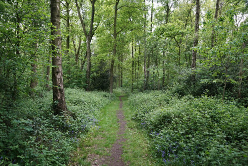 Woodland walk by Austin lovelock