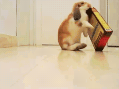 cutefurrythings:  x 