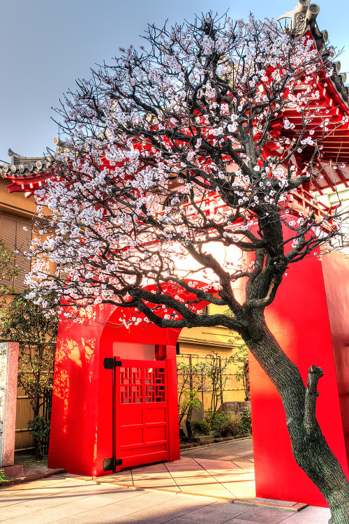 Blooming tree in front of the Kaizoji Temple gate in Aoyama, Tokyo. Not sure if this tree is cherry,