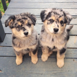 awwww-cute:  Twice the trouble (Source: http://ift.tt/1MtJWNi)