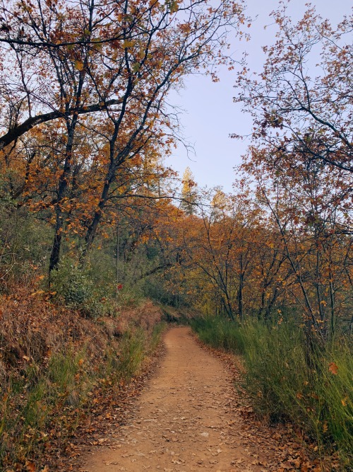 Autumn in gold country is full of gorgeous gold color in the trees. The end of the season was coming