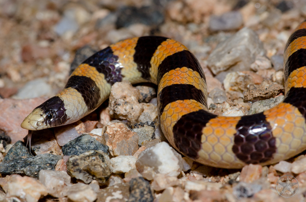 Dwarf Pipe Snake (Anomochilus cf. monticola), Rarely encoun…