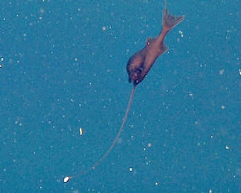 bogleech: bogleech: a angel For contrast and an idea of how badly deep sea creatures