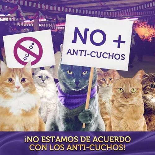 futubandera:  Típico de gatos