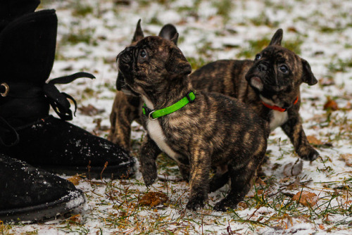 frenchbulldoge:Puppies first time out in winter, brrrr!