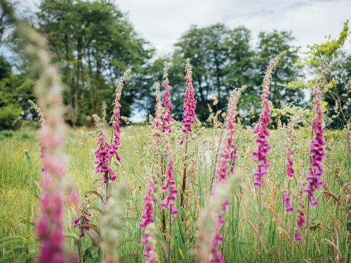 Foxglove Fields, SomersetPhotographed by Freddie Ardley 