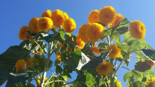 yugimoto: teddy bear sunflowers