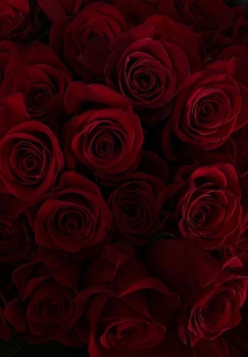 Wine && Roses Aesthetic