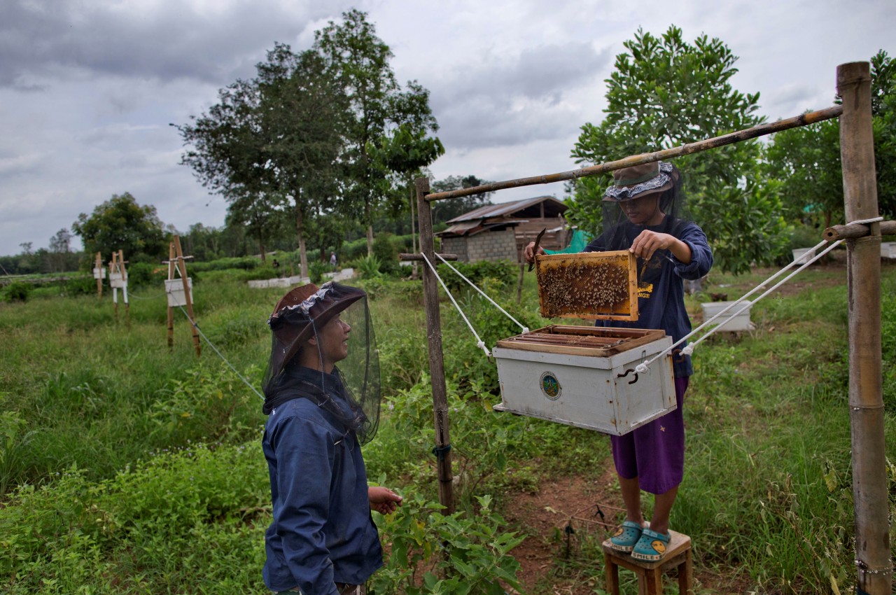 Campesinos tailandeses combaten a elefantes con abejas. Para impedir que los elefantes salvajes arrasen con sus cosechas, varios campesinos en Tailandia colocaron cercas eléctricas, encendieron petardos e incluso cambiaron sus cultivos de piñas a...