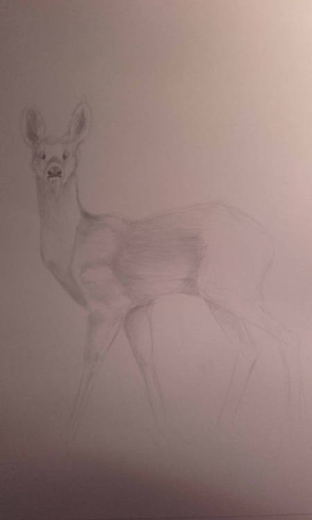 Some of the water deer studies I did today, adult photos