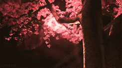 reapette:  The wind blows, the flowers float away. It's simply how things are.  