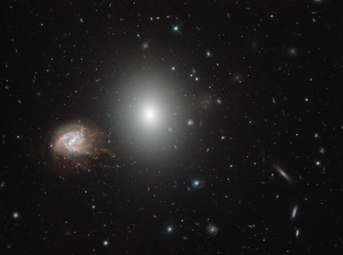 Hubble’s Galaxies With Knots, Bursts : In the northern constellation of Coma Berenices lies th