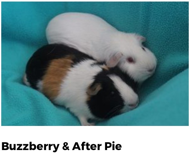 Neural networks can name guinea pigs