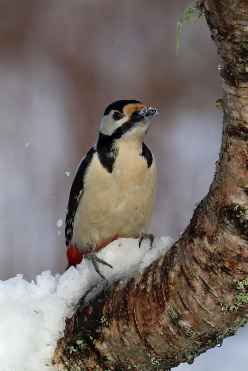 Playing peekaboo with a Great spotted woodpecker/större hackspett.