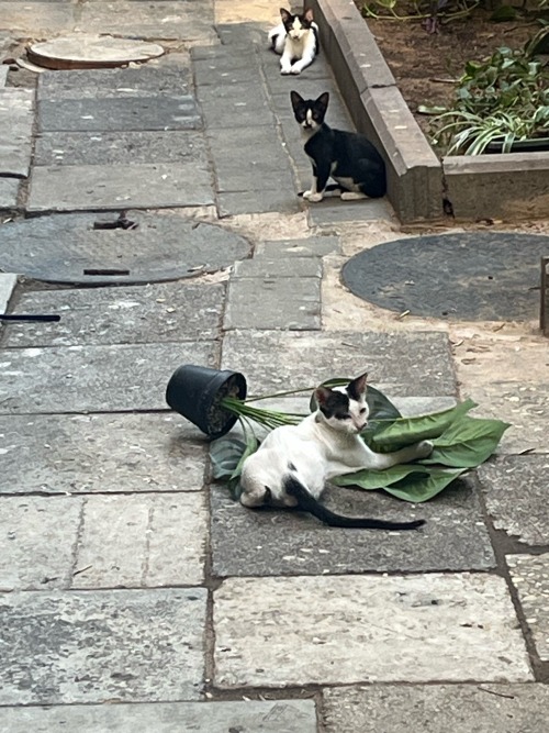 Knock Over The Plant? Who Me? I Would Never.