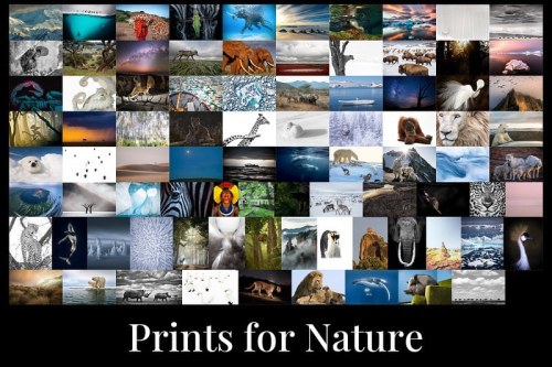 Thank you for your overwhelming support of @Prints.for.Nature. The initiative was a tremendous succe