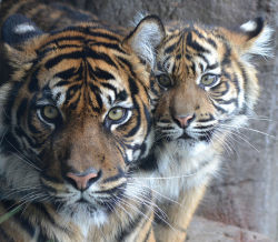 phototoartguy:  Jarum &amp; Nonja @ Burgers’ Zoo 02-04-2015 by Maxime de Boer on Flickr.