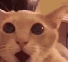 ME WHEN THEY RELEASE JOJA COLA NITRO