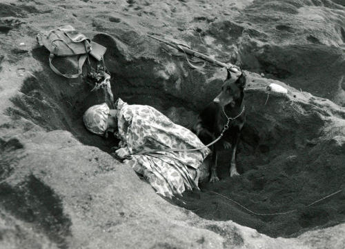 Porn photo militaryhistoryphotos:  Butch, a sentry dog,