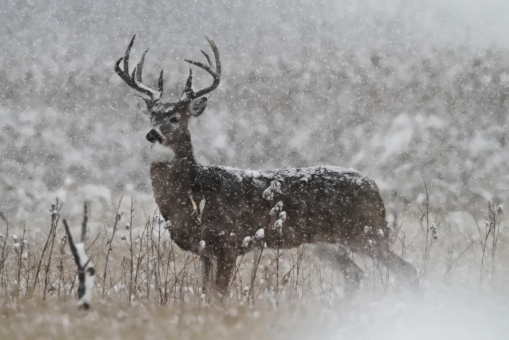 nubbsgalore:  whitetailed stag in winter, photographed by (click pic) david stephens,