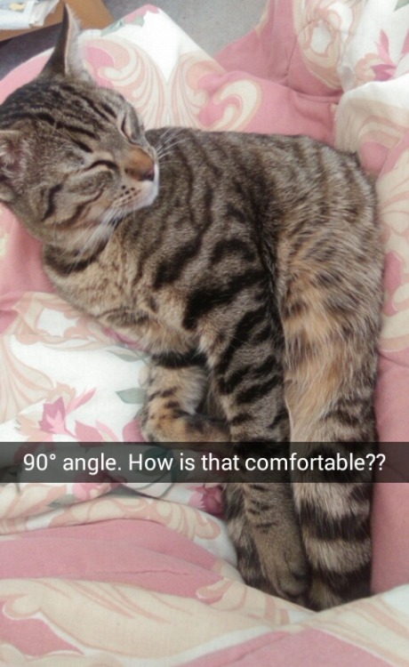 softfemmeremus:  flidais + snapchat  for more cat: add neutrinoo on snapchat 