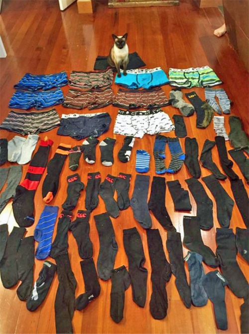 tastefullyoffensive:Cat Burglar (via benji)