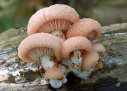 mossful: Rhodotus fungi