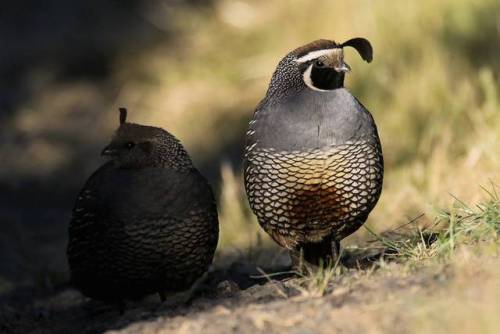 sitting-on-me-bum:The understated elegance of California quail - the dashing pair were spotted at Em