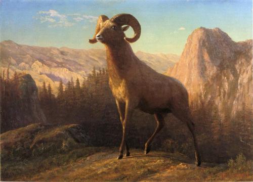 A Rocky Mountain Sheep, Ovis, Montana, Albert Bierstadt, ca. 1879