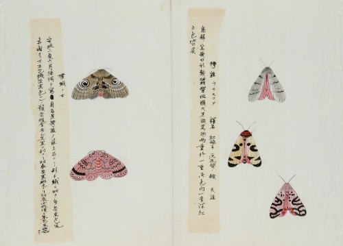 housewitch:Lepidoptera by Keisuke Ito, c. 1850s