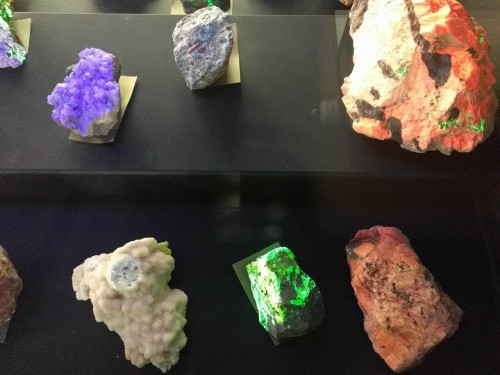 witchy-k1tten:Minerals with phosphorescence glowing under ultraviolet lightat Umass Amherst.